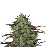 ELEVEN ROSES EARLY VERSION  - DELICIOUS SEEDS.